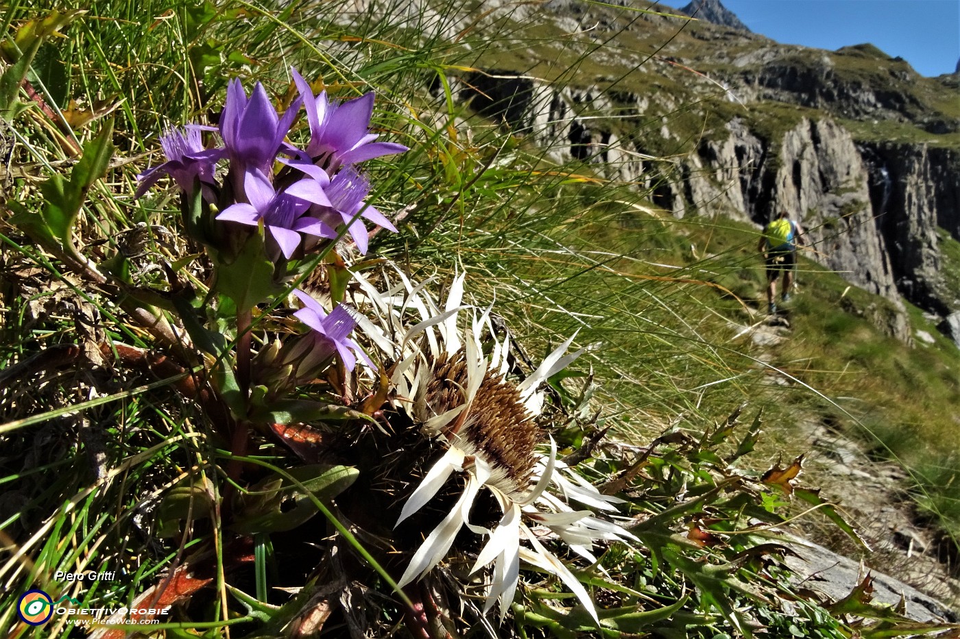 34 Fiore di carlina bianca con genzianella germanica.JPG